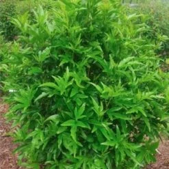 Hibiscus Popsicle -Green Plant Corner popsicle shrub