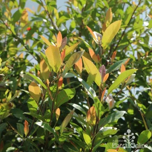 Elaeocarpus Prima Donna - Blueberry Ash 4 Elaeocarpus Prima Donna - Blueberry Ash - Image 2