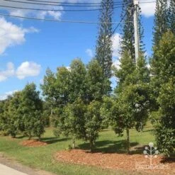 Elaeocarpus Prima Donna - Blueberry Ash 18 Elaeocarpus Prima Donna - Blueberry Ash -Green Plant Corner prima donna nursery drive