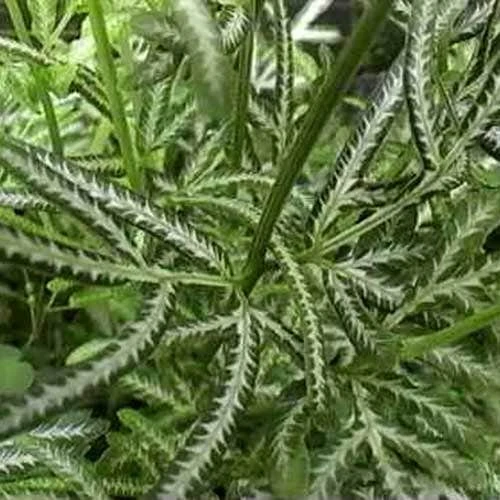 Pteris - Slender Brake Fern 8 Pteris - Slender Brake Fern - Image 6