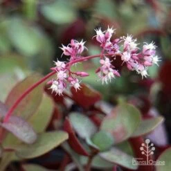 Crassula Purple Dragon - Fairy Crassula 14 Crassula Purple Dragon - Fairy Crassula -Green Plant Corner purple dragon crassula flower