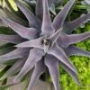 Mangave Purple People Eater - Succulent -Green Plant Corner purple people eater