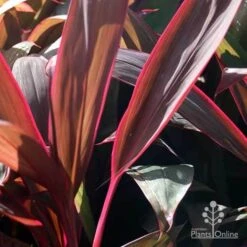 Cordyline Fruticosa Purple Prince -Green Plant Corner purple prince leaf colour