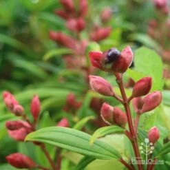 Tibouchina Purple Star -Green Plant Corner purple star buds rain