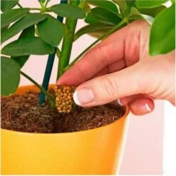 Miracle Gro Push & Feed Plant Food -Green Plant Corner push and feed