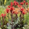 Canna Americana - 1 Bulb -Green Plant Corner red canna plant dark leaf