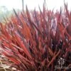 Cordyline Australis Red Sensation -Green Plant Corner red sensation backlit