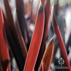 Cordyline Australis Red Sensation -Green Plant Corner red sensation leaf