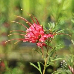 Grevillea Red Wings -Green Plant Corner redwings flower close