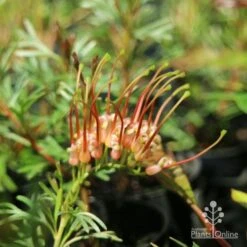 Grevillea Red Wings -Green Plant Corner redwings fully open flower