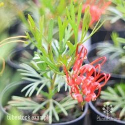 Grevillea Red Wings -Green Plant Corner redwings tubestck
