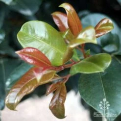 Syzygium Resilience - Lilly Pilly -Green Plant Corner resilience leaf colours