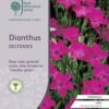 Dianthus - Maiden Pink - Seed 2 Dianthus - Maiden Pink - Seed -Green Plant Corner rhs dianthus