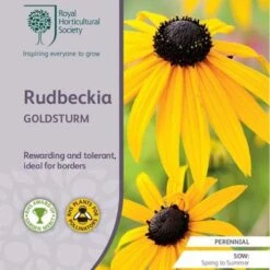 Rudbeckia - Seed 7 Rudbeckia - Seed -Green Plant Corner rhs rudbeckia