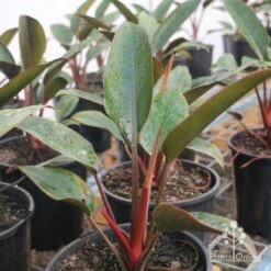 Philodendron Rojo Congo -Green Plant Corner rojo congo large size