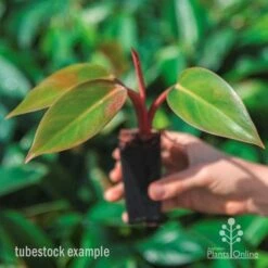 Philodendron Rojo Congo -Green Plant Corner rojo congo tube in hand