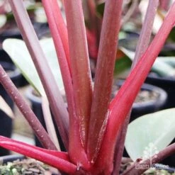 Philodendron Rojo Congo -Green Plant Corner rojo stem colour