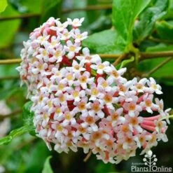 Rondeletia Amoena -Green Plant Corner rondeletia amoena