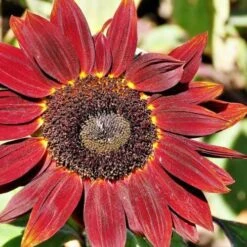 Sunflower Royal Velvet - Seed -Green Plant Corner royal velvet sunflower close 500