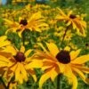 Rudbeckia - Seed