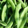Bean Scarlet Runner - Seed -Green Plant Corner runner beans 500