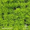Sagina Subulata Aurea – Scotch Moss -Green Plant Corner sagina aurea 1