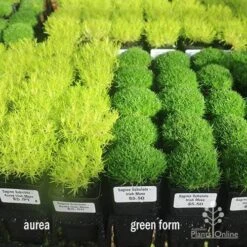 Sagina Subulata Aurea – Scotch Moss -Green Plant Corner sagina compare