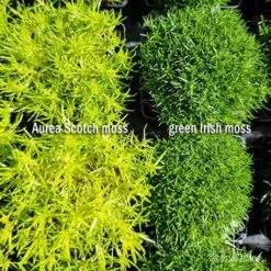 Sagina Subulata Aurea – Scotch Moss -Green Plant Corner sagina comparison 2