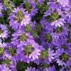 Scaevola Purple Fanfare - Fan Flower -Green Plant Corner scaevola aemula 2