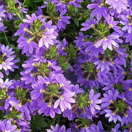Scaevola Purple Fanfare - Fan Flower 3 Scaevola Purple Fanfare - Fan Flower