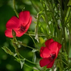 Flax Scarlet - Seed -Green Plant Corner scarlet flax 1