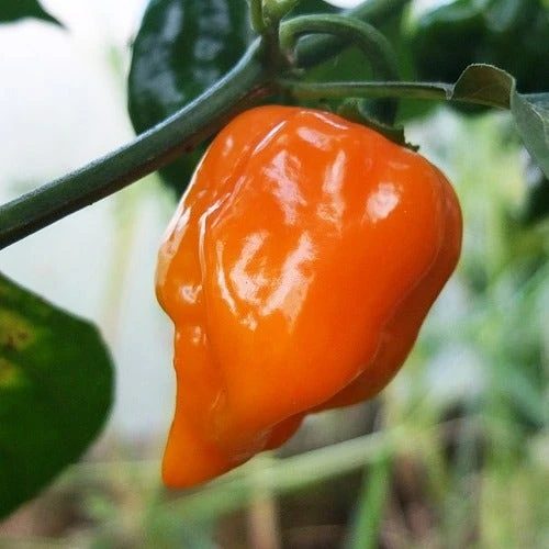 Chilli Scorpion Butch T - Seed - Image 2