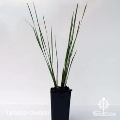 Lomandra SHARA -Green Plant Corner shara tubestock
