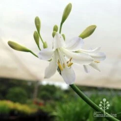 Agapanthus Silver Baby -Green Plant Corner silver baby agapanthus below