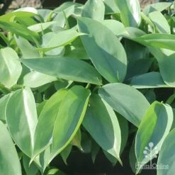 Philodendron Silver Sword 12 Philodendron Silver Sword -Green Plant Corner silver sword in nusery