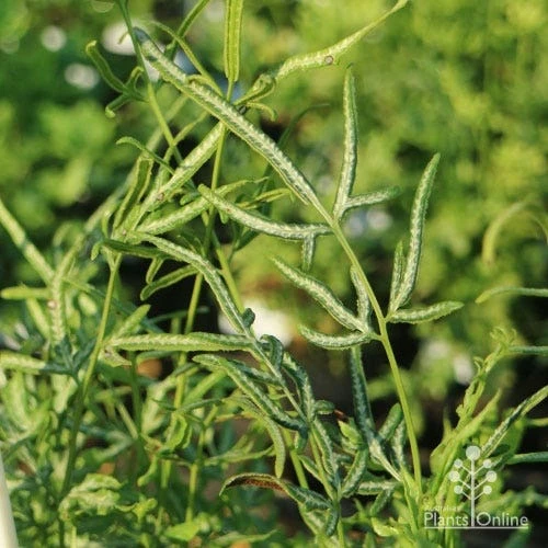 Pteris - Slender Brake Fern 5 Pteris - Slender Brake Fern - Image 3