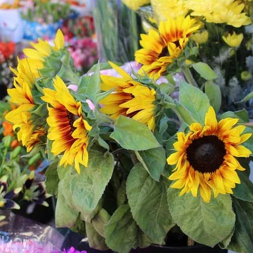 Sunflower Solar Flash - Seed 4 Sunflower Solar Flash - Seed - Image 2