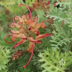 Grevillea Soopa Doopa -Green Plant Corner sooper dooper buds