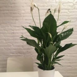 Spathiphyllum Maracay - Peace Lily -Green Plant Corner spathi indoors