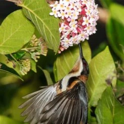 Rondeletia Amoena -Green Plant Corner spine bill rondeletia