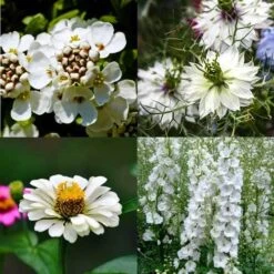 Splash Of White - Seed -Green Plant Corner splash white mix 2