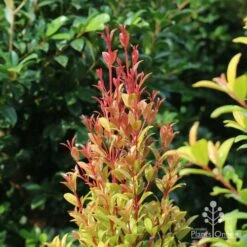 Syzygium Straight And Narrow - Lilly Pilly -Green Plant Corner straight and narrow new leaf colour