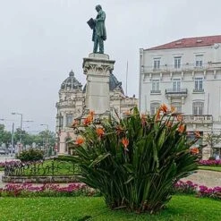 Strelitzia Reginae - Bird Of Paradise 19 Strelitzia Reginae - Bird Of Paradise -Green Plant Corner strelitzia reginae mature statue