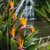 Strelitzia Reginae - Bird Of Paradise -Green Plant Corner strelizia waterfall