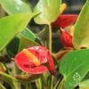 Anthurium Success Red 1 Anthurium Success Red -Green Plant Corner success red flowers