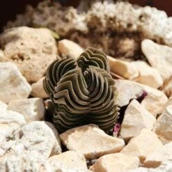 Crassula Buddha’s Temple - Succulent -Green Plant Corner succulent buddhas temple