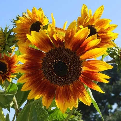 Sunflower Solar Flash - Seed 3 Sunflower Solar Flash - Seed
