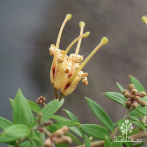 Grevillea Sunkissed 4 Grevillea Sunkissed - Image 2