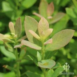Blueberry Sunshine Blue -Green Plant Corner sunshine blue foliage
