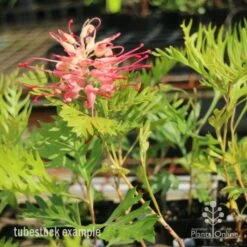 Grevillea Superb -Green Plant Corner superb tube